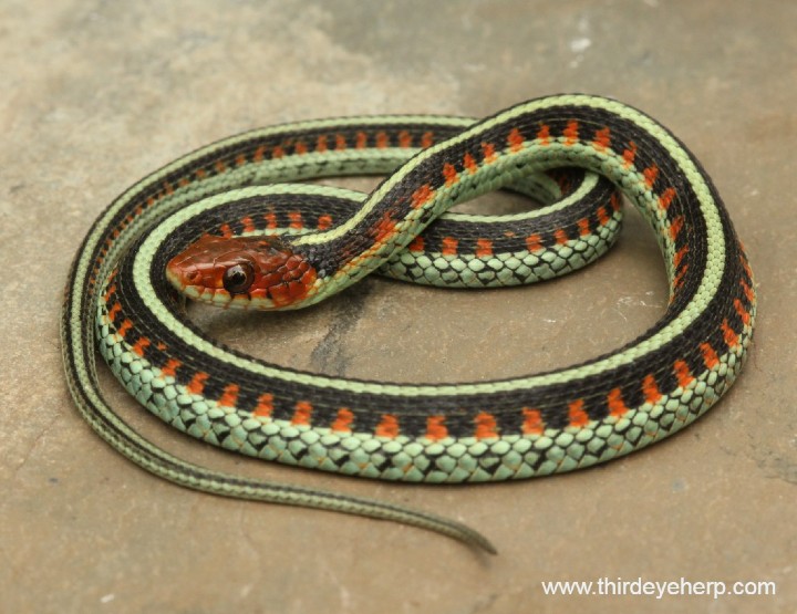 California Red-sided Garter Snake